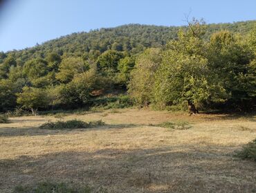 Çöl bitkiləri: Yaşıl otla örtülmüş, yamacın ətəyində yerləşən geniş açıq sahə. Ərazi — 5