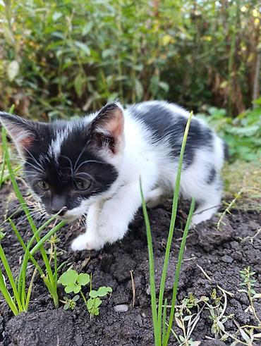 Отдам даром кошку: ❤️Отдам в добрые руки милых и ласковых котят. Окрас черно-белый и — 10