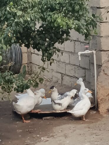 Ördəklər: Məhsul: Ev quşları – ördəklər (qrup halında) Təsvir: - Şəkillərdə — 4