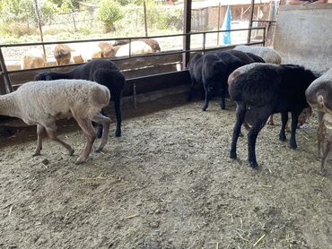 рамановские овцы: Продаю | Овца (самка), Баран (самец) | На забой