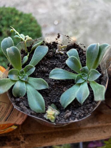 Otaq bitkiləri: Her nov guler var endirimnen verecem Gencedi istiyen yazsin satiş -da lalafo.az — 35 Otaq bitkiləri: Her nov guler var endirimnen verecem Gencedi istiyen yazsin satiş — 35