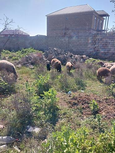 Qoyunlar, qoçlar: Razılaşma yolu ilə çox təcili satılır.balalı balasız fərq etmir — 29