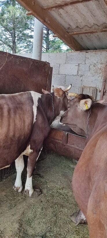 бык 1 5: Продаю | Корова (самка) | Голштин, Швицкая | Для молока | Стельные
