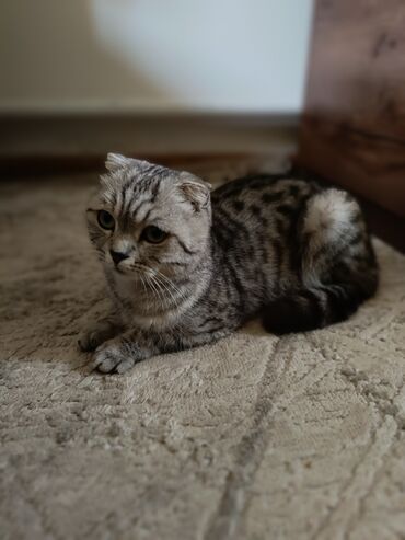 британская золотая шиншилла: Скотиш Фолд (Шотландиялык шалпаң кулак), 1 жаш, Ургаачы, Лотокко барууга үйрөтүлгөн, Курттардан тазаланган