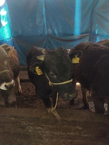 Коровы, быки: Продаю | Бык (самец) | Полукровка | На откорм — 12