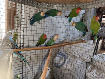 Tutuquşları: Fişer nerazlucnik ayrılmazlar maskvıy papuqayları bala verən cütlər — 3