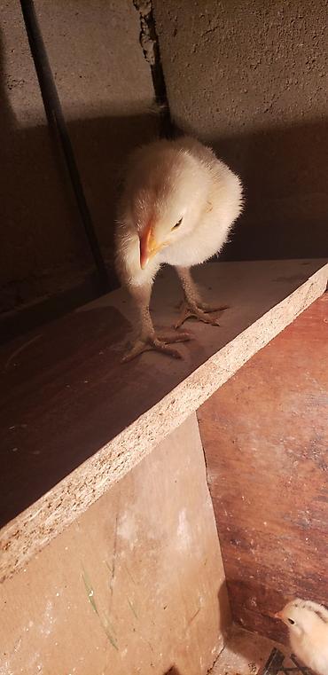 Куры, петухи: Продаю | Цыплята | Для разведения — 22