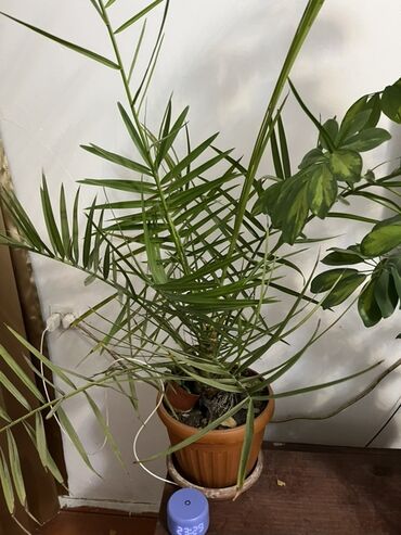 аквариум купить: Комнатные растения в кадках 1) Кротон (Codiaeum variegatum, форма с