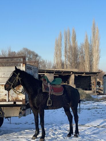 ат улактын: Продаю | Жеребец