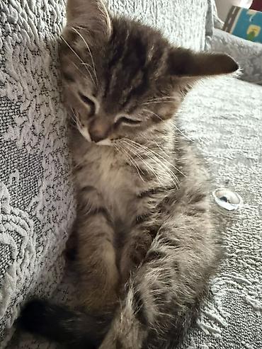 Отдам даром кошку: 2 месяца, Девочка, Метис — 16