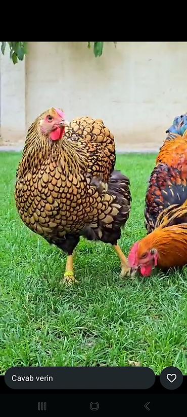 Toyuqlar: Toyuq, Ətlik -da lalafo.az — 2 Toyuqlar: Toyuq, Ətlik — 2