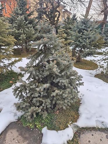 Ель: Ели для озеленения участка - Породные хвойные деревья с плотной — 8