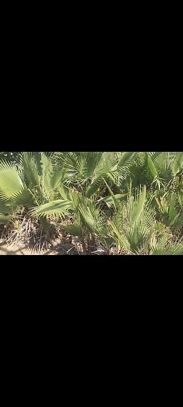 tebii gullerin topdan satisi: Coxlu sayda palma aqaclari satilir.qiymetde endirim olunacaq Qiymet 50 — 3