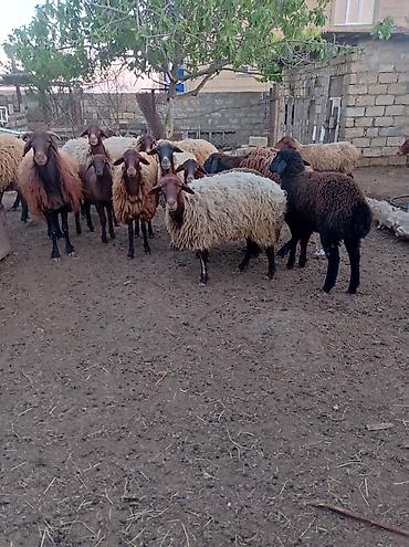 qala cinsi qoyun satilir: Qoyun sürüsü 29 baş – ət və yun istehsalı üçün - Növ: Yerli — 5