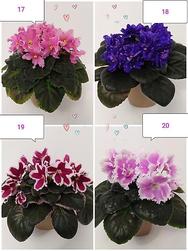 Фиалкалар жана глоксиниялар: День учителя уже близко!!! 🩷💜💚 Не знаете, что подарить учителю? — 5