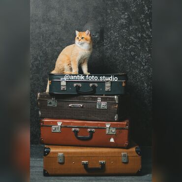 Foto və video çəkiliş: Foto çəkiliş | Studiya | Foto reklama, Tədbirlərin çəkilişi, Toy fotosesiyası — 12