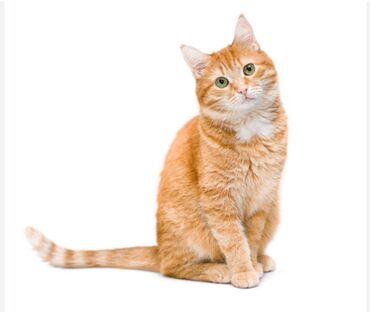 купить собаку золотистый ретривер: Cats