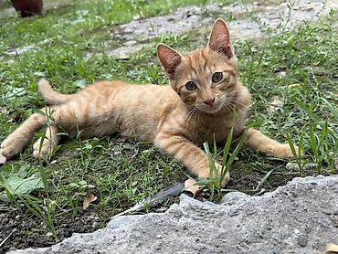 Кошки: Отдам даром . Котята, домашние любимцы (несколько окрасов) Только в — 1