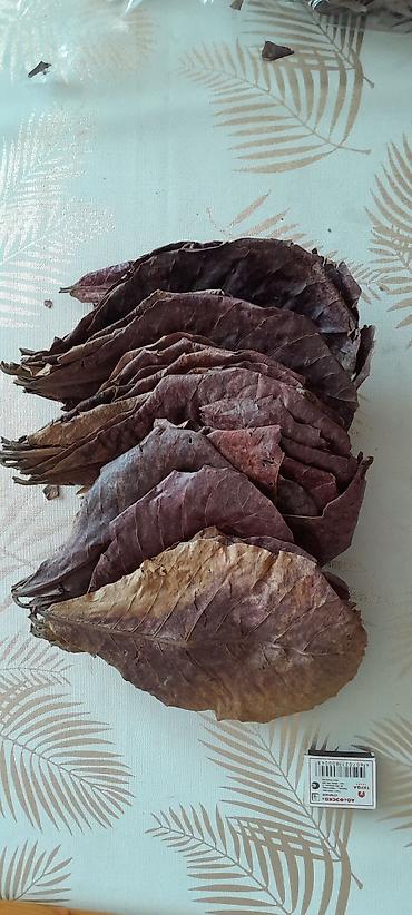 qoyun satisi: Hidn badamı (Catappa) yarpağı satılır ! Ədədi 50 qəpiy 20 yanvara — 1