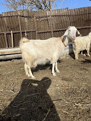 husky balası: Südlük keçi balası ilə birlikdə - Cins: ağ rəngli süd tipi keçi - — 1