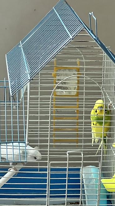 pulsuz heyvanlar verilir: Sevgi quşları 1 i dişi 1 erkəy 2 si birgə= 40 manat 0708060009 — 2