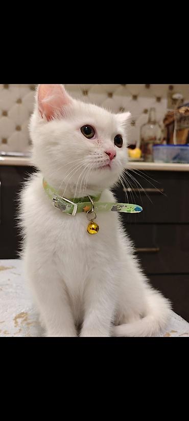 Кошки: Шотландская, В добрые руки — 3