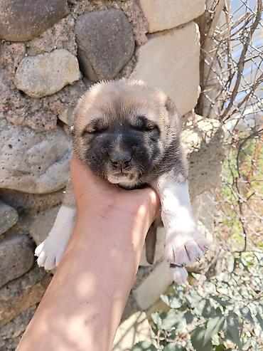 пекинес цена в баку: 1 месяц — 1