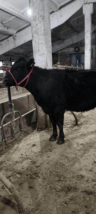 Коровы, быки: Продаю | Корова (самка) | Стельные — 10