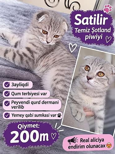 pişik ucun qum: Şotland — 1