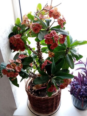 Другие комнатные растения: Продаётся красивый МОЛОЧАЙ МИЛЯ- многолетнее растение, суккулент