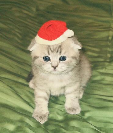 Pişiklər: Britan — 11