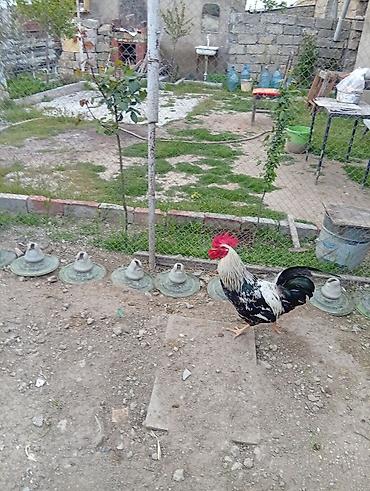 cuce ve xoruz temsil: Məhsul: Xoruz və toyuqlar (həyətyanı şəraitdə saxlanılır) Təsvir: - — 2