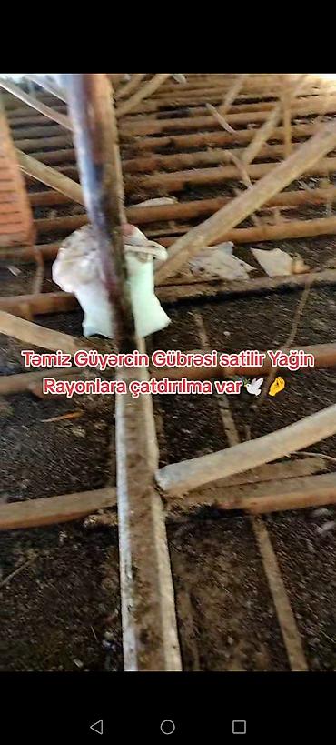 dəniz məhsulları satışı: Məhsul: Təmiz göyərçin gübrəsi Təsvir: - Təbii, qidalı orqanik gübrə — 2