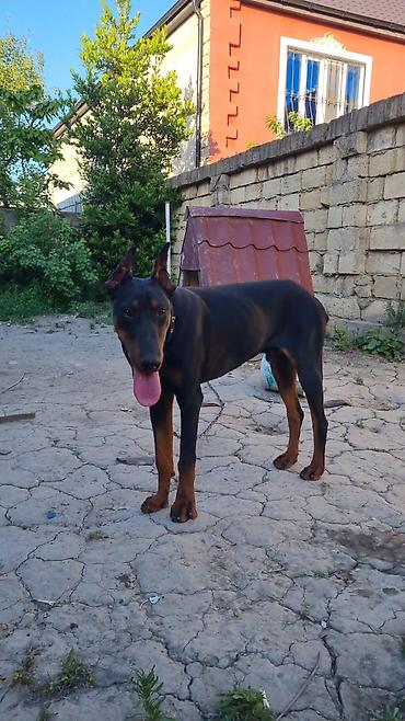 alman coban kopeği: Doberman, 8 ay, Erkək, Peyvəndli — 2