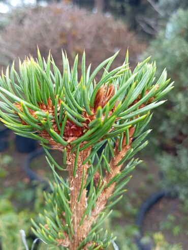 Ağaclar: Yeni il şamları 🌲 dibçəkdə ofis,ev 🏠 və bağ 🪏 üçün uyğundur.Təbii — 6