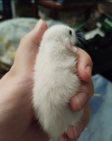 домашняя крыса: Декоративные крысы Дамбо - хаски. Мальчики. Вывоз в центре города