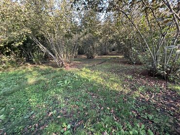 Torpaq sahələrinin satışı: 43 sot, Tikinti, Mülkiyyətçi, Kupça (Çıxarış) -da lalafo.az — 7 Torpaq sahələrinin satışı: 43 sot, Tikinti, Mülkiyyətçi, Kupça (Çıxarış) — 7