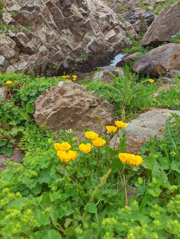 Bal: Müalicəvi Göyçay qaratikan balı 100% tam təbii baldır. Süzülmə bal — 9