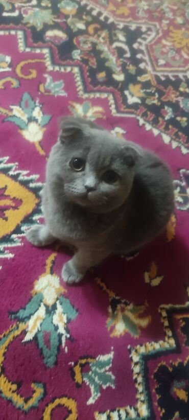 кольчатый попугай цена: Şotland yastı qulaq