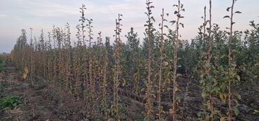 Tinglər: Meyvə tingləri – intensiv bağlar üçün - Növlər: alma və armud heyva — 6