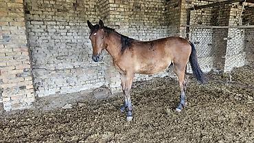 собаки бишкек: Продаю | Кобыла (самка) | Полукровка | Для разведения | Племенные — 4