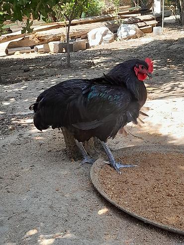 meşə toyuğu: Təmiz avsrolop xoruzlardi 5ayliqdi 3 kiloya yaxin çəkiləri var — 8