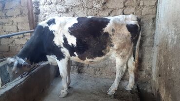 животные коровы: Продаю | Корова (самка) | Симментальская | Для разведения, Для молока