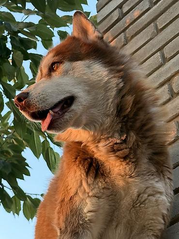 Продажа собак: Территория Tundra_312 выставляет на продажу отличных, высоко-породных — 9