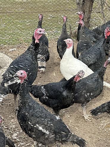 Индюки: Продаю | Индюшка (самка), Индюк (самец) | Черный принц, Северокавказская | На забой, Для разведения | Племенные — 9