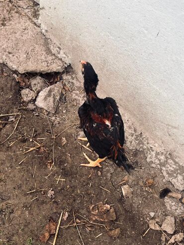 Toyuqlar: Toyuq, Damazlıq — 7