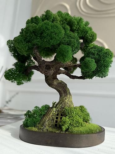 Декоративные цветы: Бонсай ручной работы из натурального стабилизированного мха от 1500 — 31