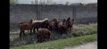 продаю бройлеров: Продаю | Баран (самец) | Арашан | На забой, Для разведения | Племенные