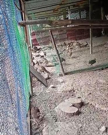 ordək balası və cucə: Məhsul: 6 illik Tovuzquşu (Paun), Qafqaz və Rumun qırqovul çolpalar– — 2