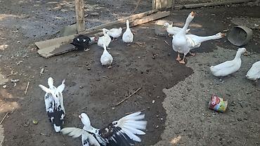 ördək lal: Satılır: ağ pekin ördəkləri (ferma və ev təsərrüfatı üçün, kəsim — 3